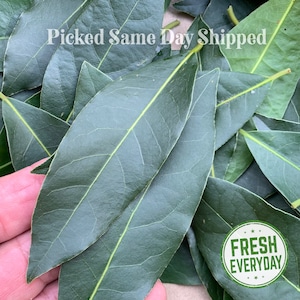 Fresh Bay Leaves - Whole Green, Picked Same Day of Shipping | Laurus Nobilis / Laurel / Sweet Bay Leaf | Mediterranean | Leaf Size: 2-4 in
