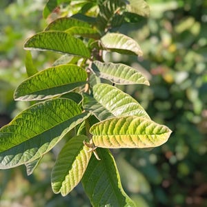 May include: Close-up of a guava tree branch with green leaves. Some of the leaves are a lighter shade of green, indicating they are older.