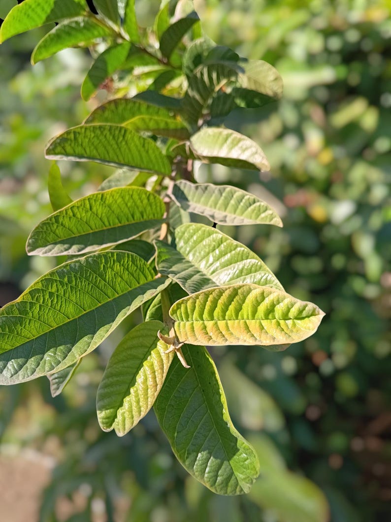May include: Close-up of a guava tree branch with green leaves. Some of the leaves are a lighter shade of green, indicating they are older.