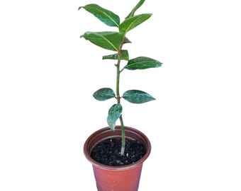 May include: A young bay laurel plant with glossy, dark green, oval-shaped leaves growing on a single central stem. The plant is potted in a simple, round, brown plastic container filled with dark potting soil, showing a clear vertical growth.