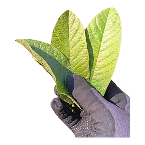 Fresh Guava Leaves (Hojas de Guayaba) – Daily Harvested – Natural Seasonal Color image 1