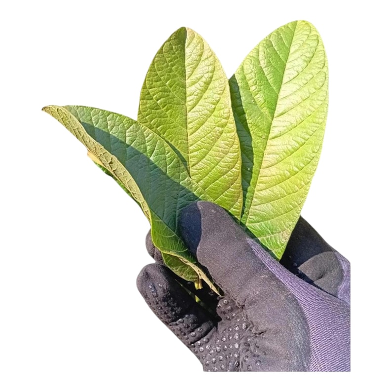Fresh Guava Leaves (Hojas de Guayaba) – Daily Harvested – Natural Seasonal Color image 1