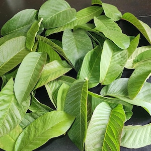 Fresh Guava Leaves (Hojas de Guayaba) – Daily Harvested – Natural Seasonal Color 50 Leaves