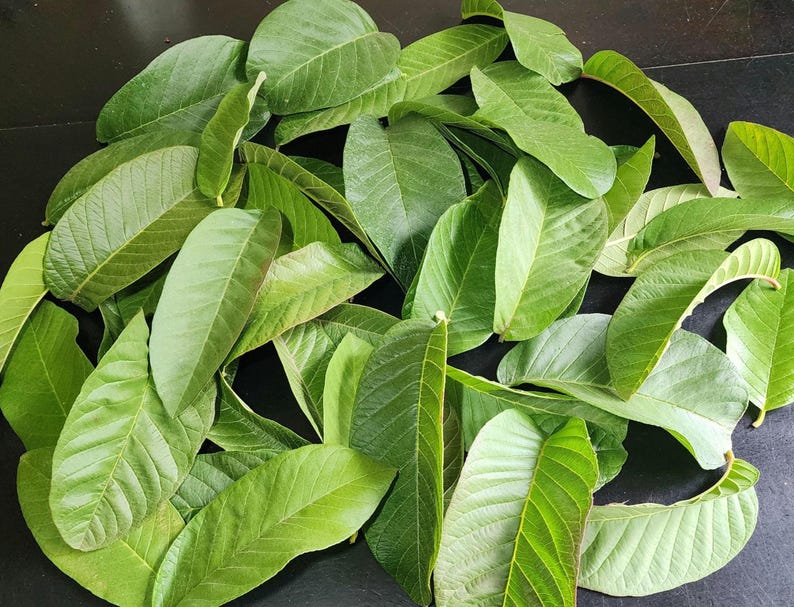 Fresh Guava Leaves (Hojas de Guayaba) – Daily Harvested – Natural Seasonal Color 50 Leaves