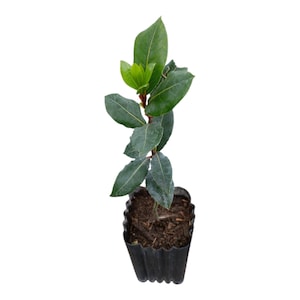 Live Bay Leaf Plant – 8 to10 Inches Tall – Rooted in 3&quot; Pot – Fresh Laurus Nobilis Herb for Cooking – Green All Year - Laurel Planta