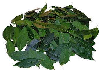 May include: A pile of fresh green bay leaves, a popular culinary herb used for flavoring soups, stews, and sauces.