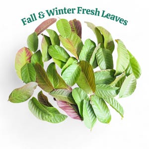 Fresh Guava Leaves (Hojas de Guayaba) – Daily Harvested – Natural Seasonal Color image 4