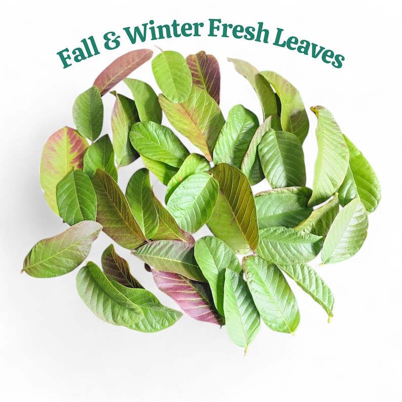 Fresh Guava Leaves (Hojas de Guayaba) – Daily Harvested – Natural Seasonal Color image 4