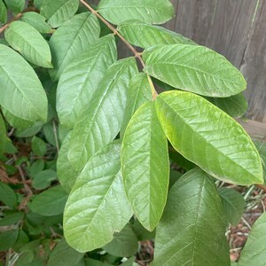 May include: A close-up of a branch of a guava tree with green leaves. The leaves have a distinct vein pattern and are arranged in a symmetrical pattern.