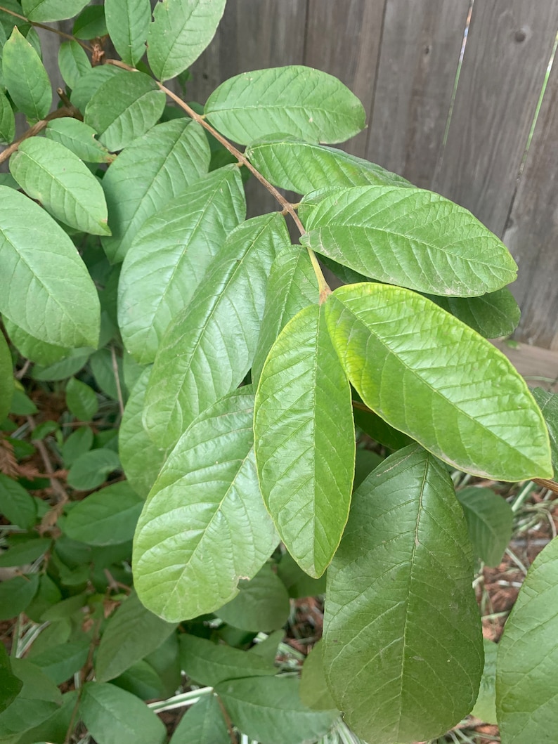 May include: A close-up of a branch of a guava tree with green leaves. The leaves have a distinct vein pattern and are arranged in a symmetrical pattern.