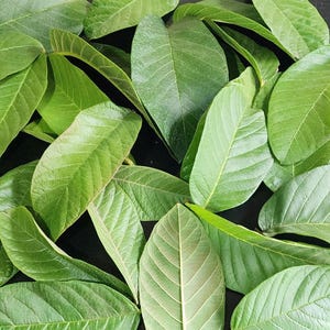 Fresh Guava Leaves (Hojas de Guayaba) – Daily Harvested – Natural Seasonal Color 30 Leaves