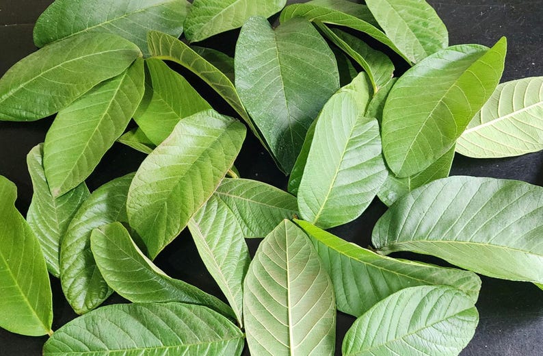 Fresh Guava Leaves (Hojas de Guayaba) – Daily Harvested – Natural Seasonal Color 30 Leaves