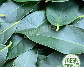 Fresh Bay Leaves - Whole Green, Picked Day of Shipping | Laurus Nobilis / Laurel / Sweet Bay Leaf | Mediterranean | Leaf Size: 2-4 in