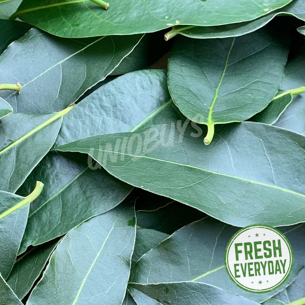 75 Fresh Green Bay Leaves Whole - Picked Same Day It Ships, Laurus Nobilis / Laurel / Sweet Bay Leaf / Mediterranean Variety / Free SH