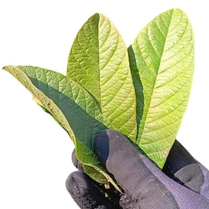 40 Fresh Guava Leaves - Hojas de Guayaba - Daily Harvested for Maximum Flavor