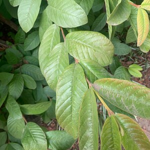 May include: Close-up of a guava tree branch with green leaves. The leaves have a prominent vein pattern and are arranged in a symmetrical pattern.