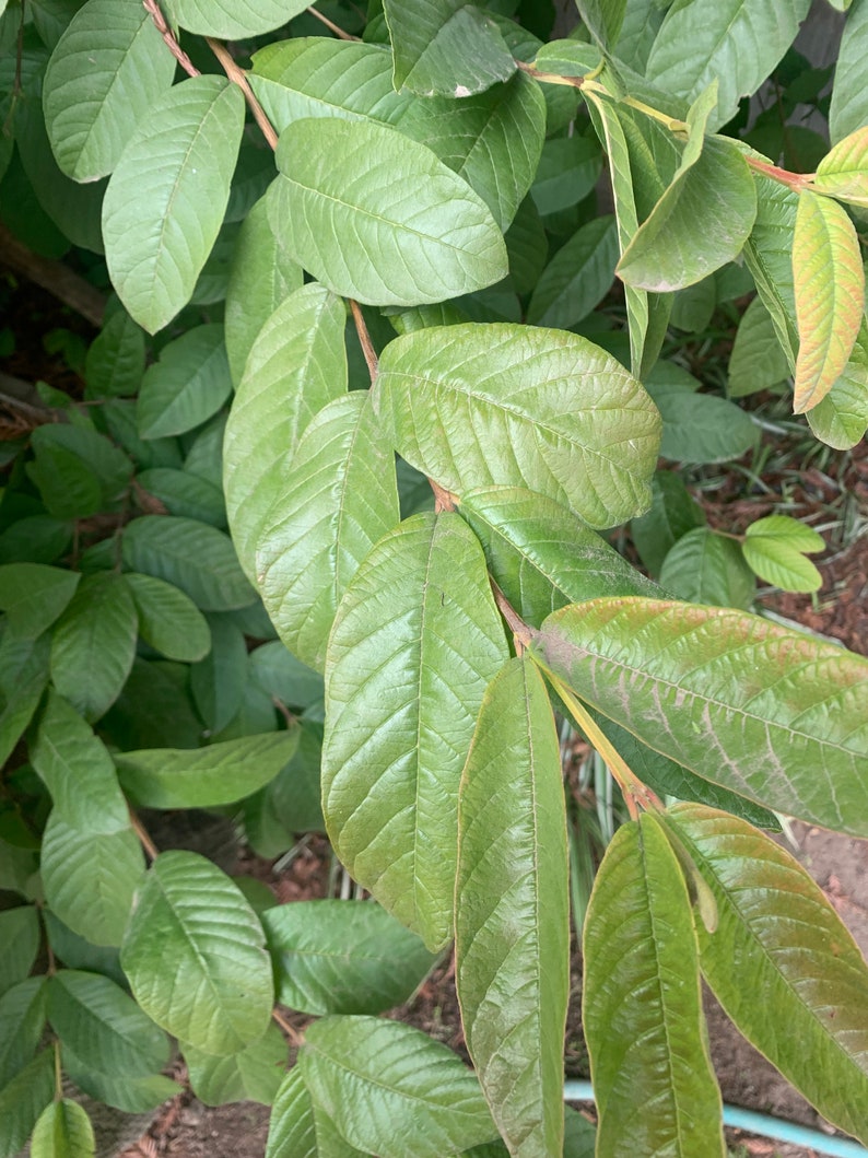 May include: Close-up of a guava tree branch with green leaves. The leaves have a prominent vein pattern and are arranged in a symmetrical pattern.