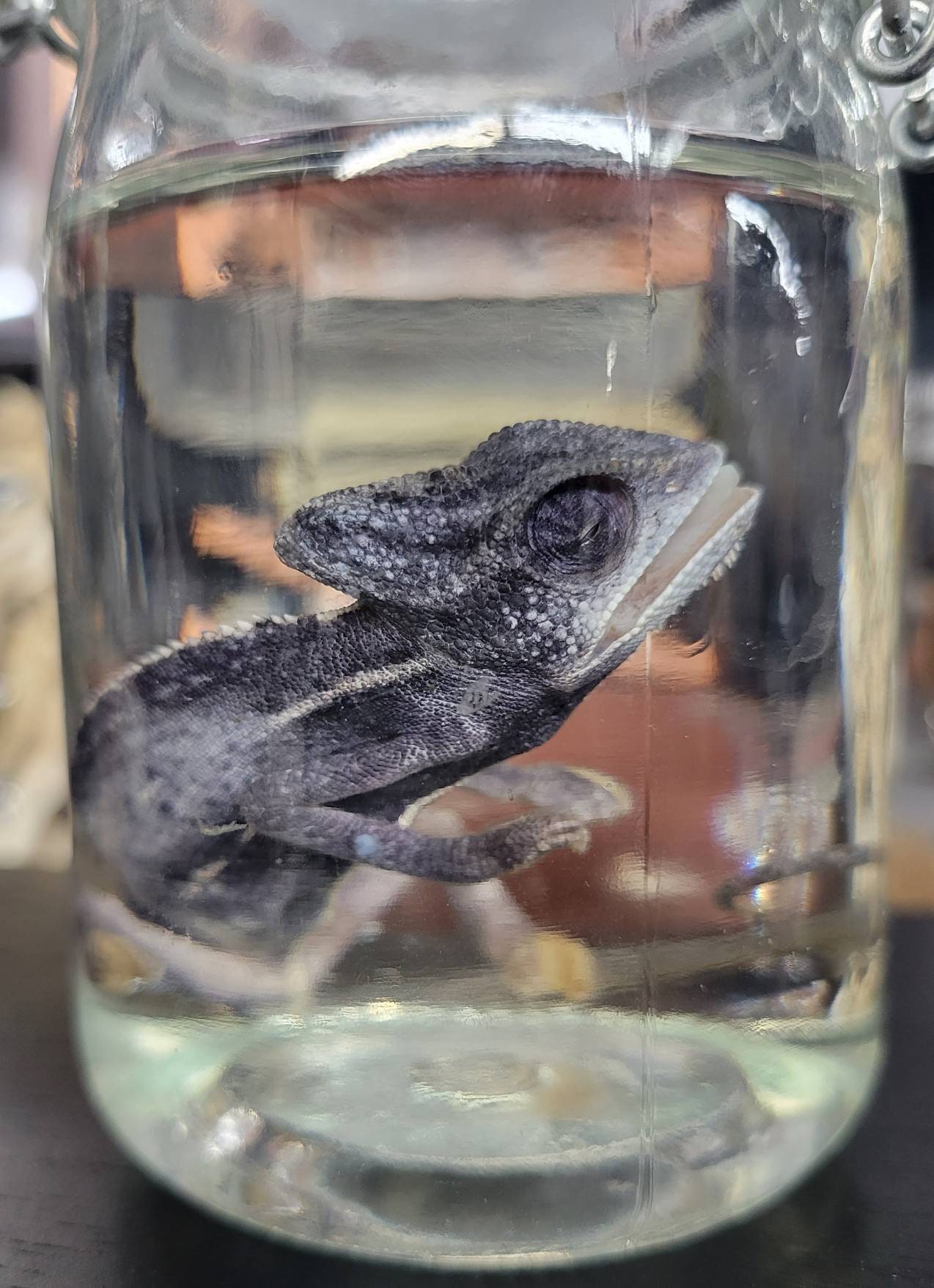 Small Veiled Chameleon Wet Specimen - Etsy Small Veiled Chameleon Wet Specimen - Etsy