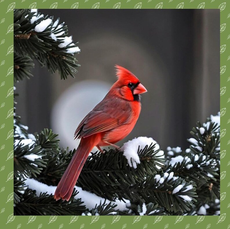 Cardinal Stock Bundle - Background - Card Making - Free Commerical Use ...