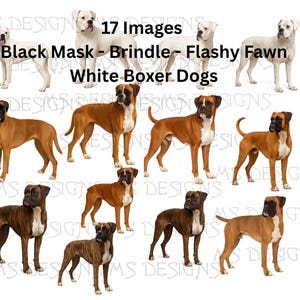Bokser Pies Clipart Pakiet 17 Obrazy - ruszający tyłek - Czarna Maska - Jaskrawy Płowy - Pręgowany - Biały - Bokser - PNG - Użytek Komercyjny - Bezpłatne użytkowanie