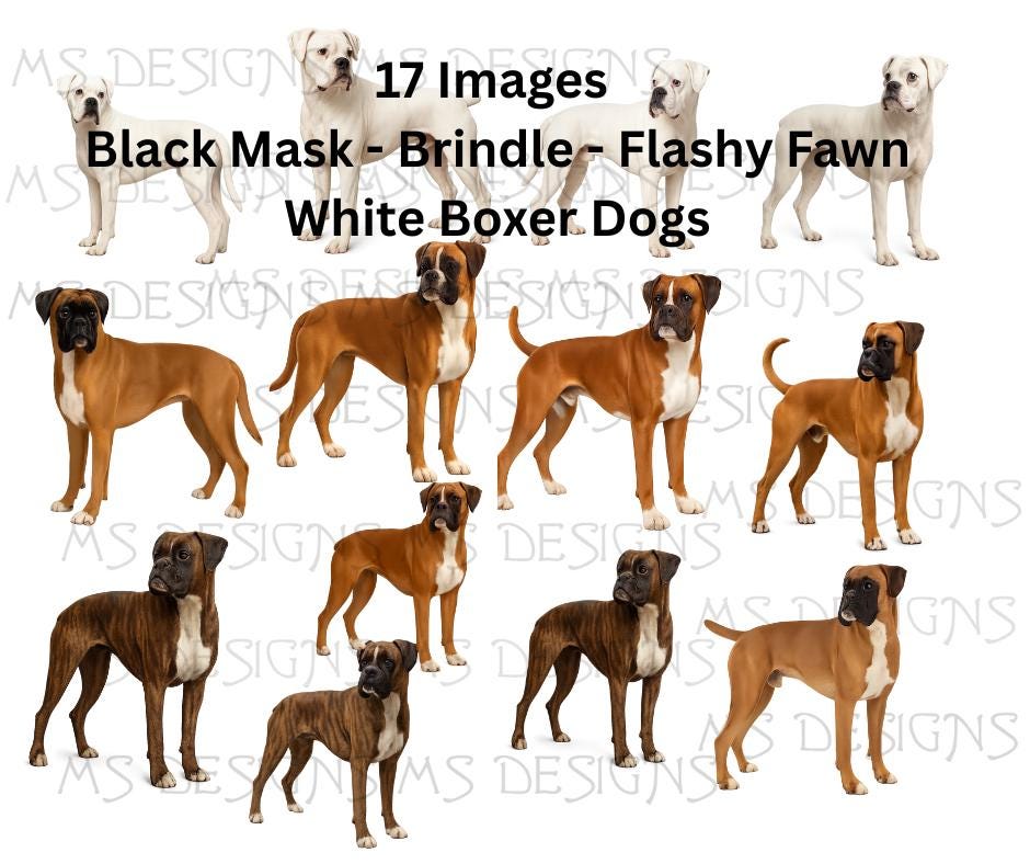 Akc Boxer Puppies Brindle Pedigree Boxer Brindle/White Years