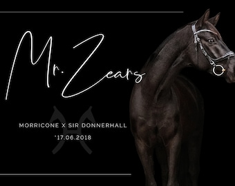 May include: A black horse with a bridle and a gold bit stands against a black background. The horse's name is "Mr. Zears" and its lineage is "MORRICONE X SIR DONNERHALL '17.06.2018".