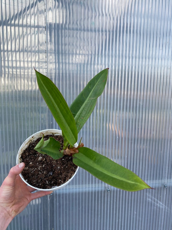Philodendron Crassinervium Etsy