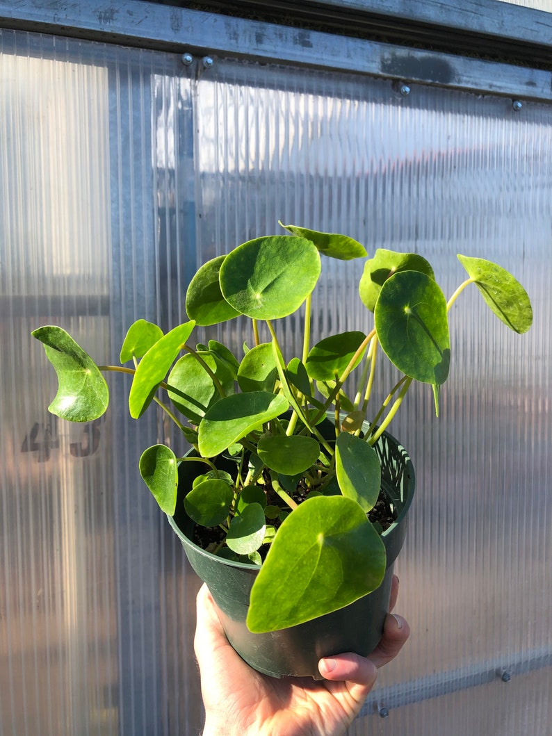 Pilea peperomioides
