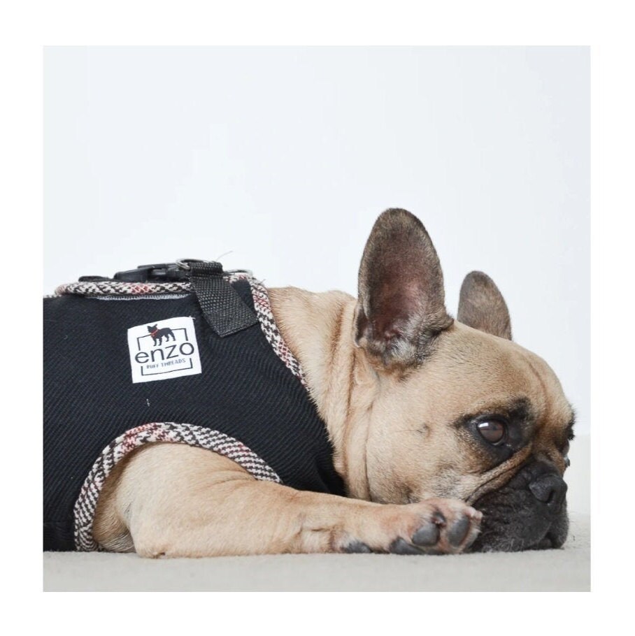 frenchie winter coat