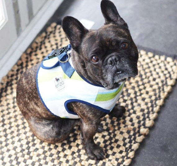 french bulldog winter coat with harness