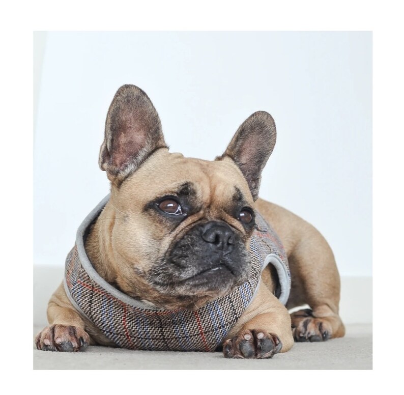 French Bulldog Winter Coat and Harness Etsy Australia