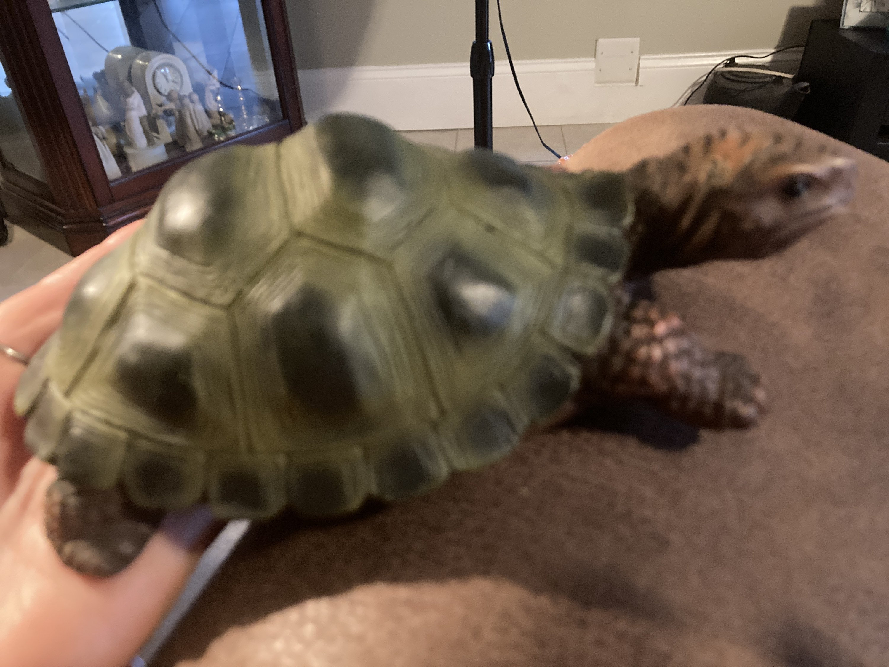 Turtlegarden decorationexcellent conditionnew measures | Etsy