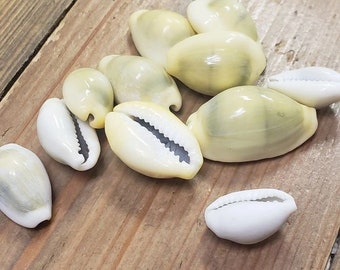 Cowrie Shells