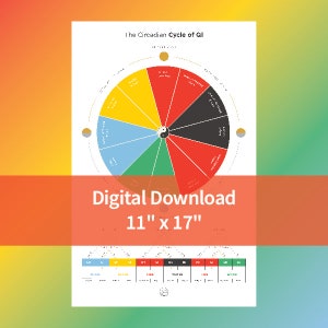 Circadian Cycle of Qi Digital Download 11&quot; x 17&quot;