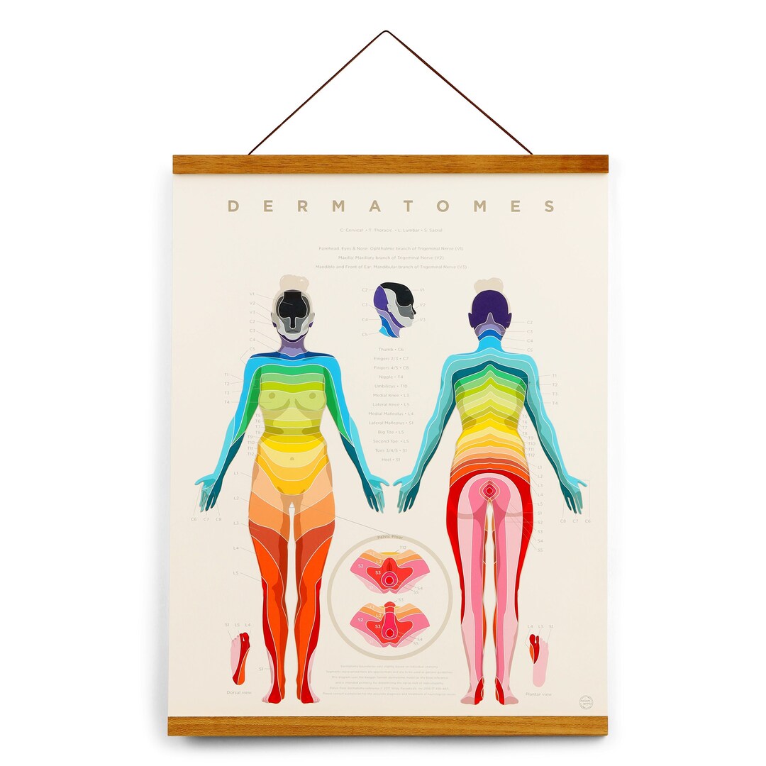 Dermatome Map 17 X 22 Wall Art Acupuncture, Physical Therapy, Anatomy