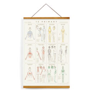 May include: A beige poster with the words "12 PRIMARY" at the top. The poster features illustrations of the human body with colored lines and diagrams. The poster is held by a wooden frame and a string for hanging.