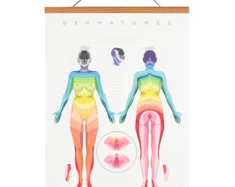 Dermatome Map 17&quot; x 22&quot; Wall Art • Acupuncture, Physical Therapy, Anatomy, Chiropractic, Neurology, Female body, frame optional