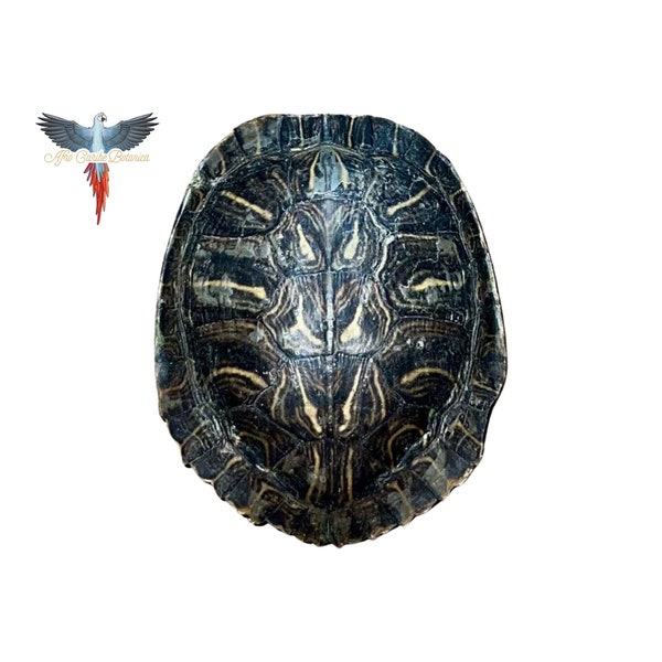 Carapace de tortue