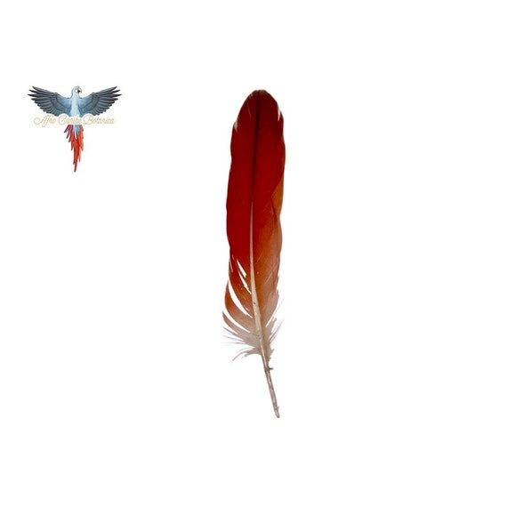 Red Feathers  Feather magic, Red feather, Feather meaning