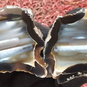 May include: Two halves of a geode with a white and brown agate pattern. The geode is cut open to reveal the interior.