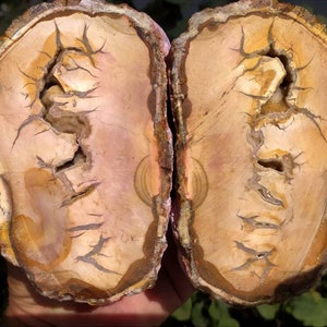 Puede incluir: Dos mitades de una geoda con un patrón natural similar al ágata. La geoda es de color marrón claro con vetas blancas y tostadas y algunos pequeños agujeros. La geoda está cortada por la mitad y pulida para revelar el interior.