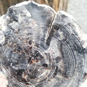 Decoração autoportante em madeira petrificada