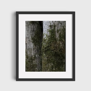 May include: Close-up of two tree trunks with green moss growing on the bark.