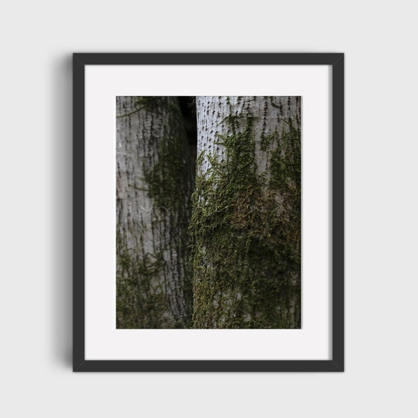 Forest Tree Trunks, Nature Photography, Wall Décor, Printable Wall Art, Digital Prints, Downloadable Art Print