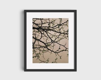 Branching Out, Nature Photography, Wall Décor, Printable Wall Art, Digital Prints, Downloadable Art Print