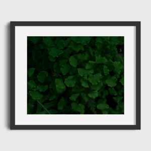 California Maidenhair, Fern Plant Photography, Wall Décor, Printable Wall Art, Digital Prints, Downloadable Art Print