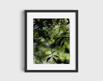 Hanging Plant, Plant Photography, Wall Décor, Printable Wall Art, Digital Prints, Downloadable Art Print