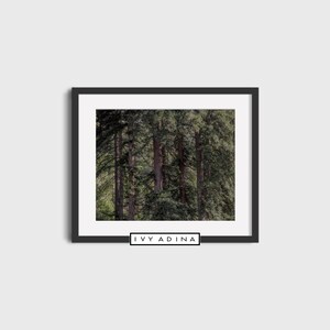 Redwood Forest, Tree Photography, Wall Décor, Printable Wall Art, Digital Prints, Downloadable Art Print