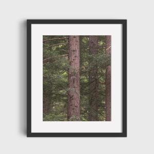 Redwoods, Tree Photography, Wall Décor, Printable Wall Art, Digital Prints, Downloadable Art Print
