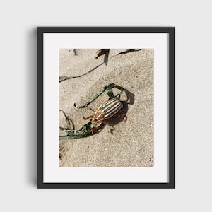 May include: A black and white striped beetle with brown accents is crawling on a bed of sand with a green seaweed branch.